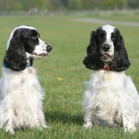english cocker spaniel dogs puppies black white minepuppy